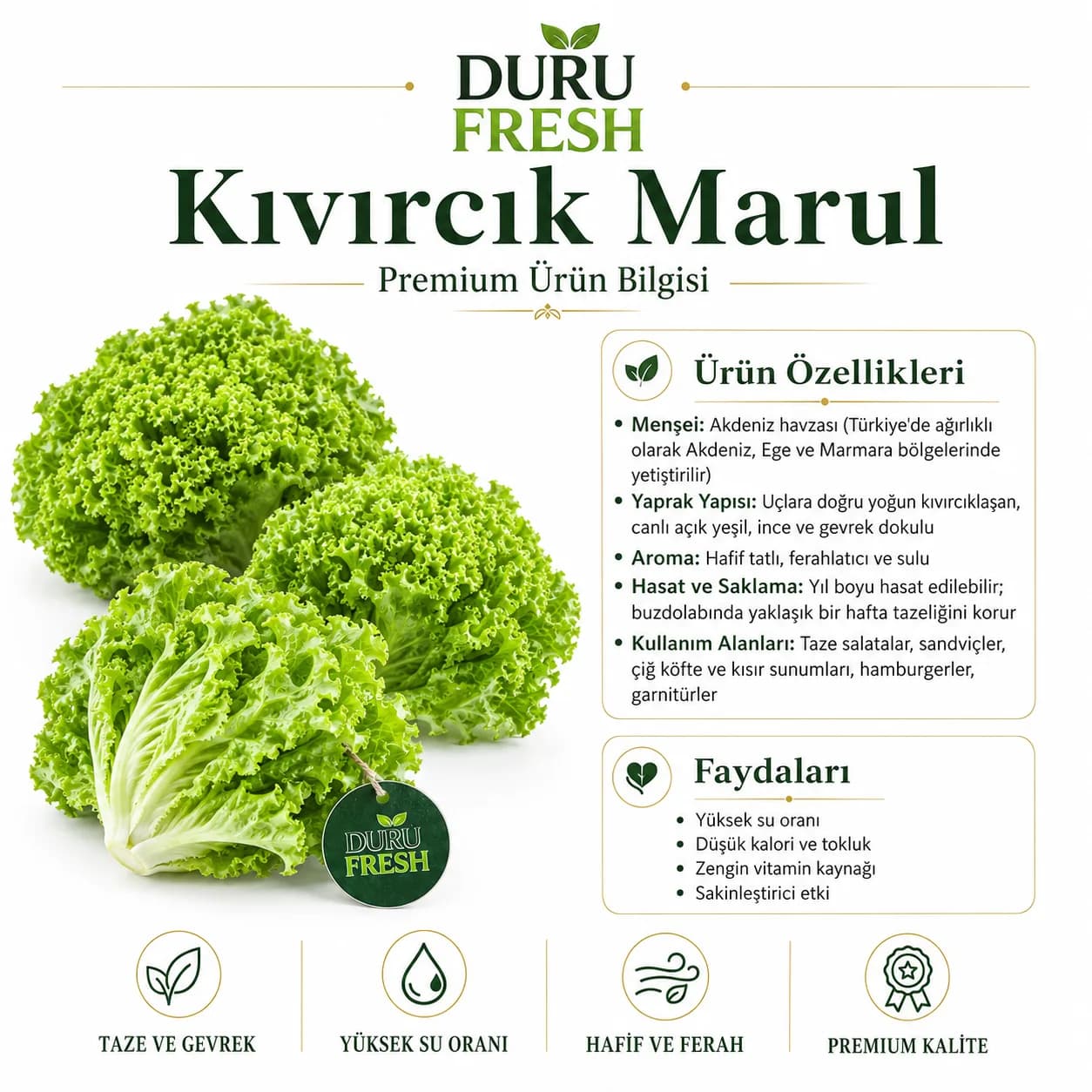 Marul Kıvırcık