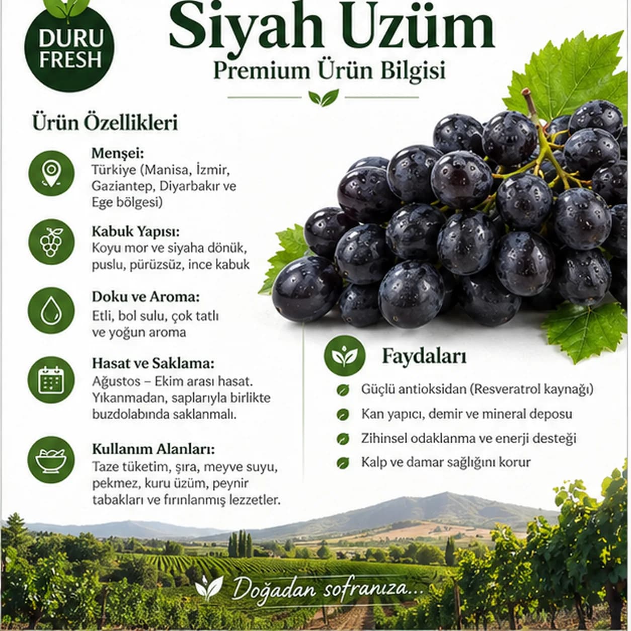 Üzüm Siyah